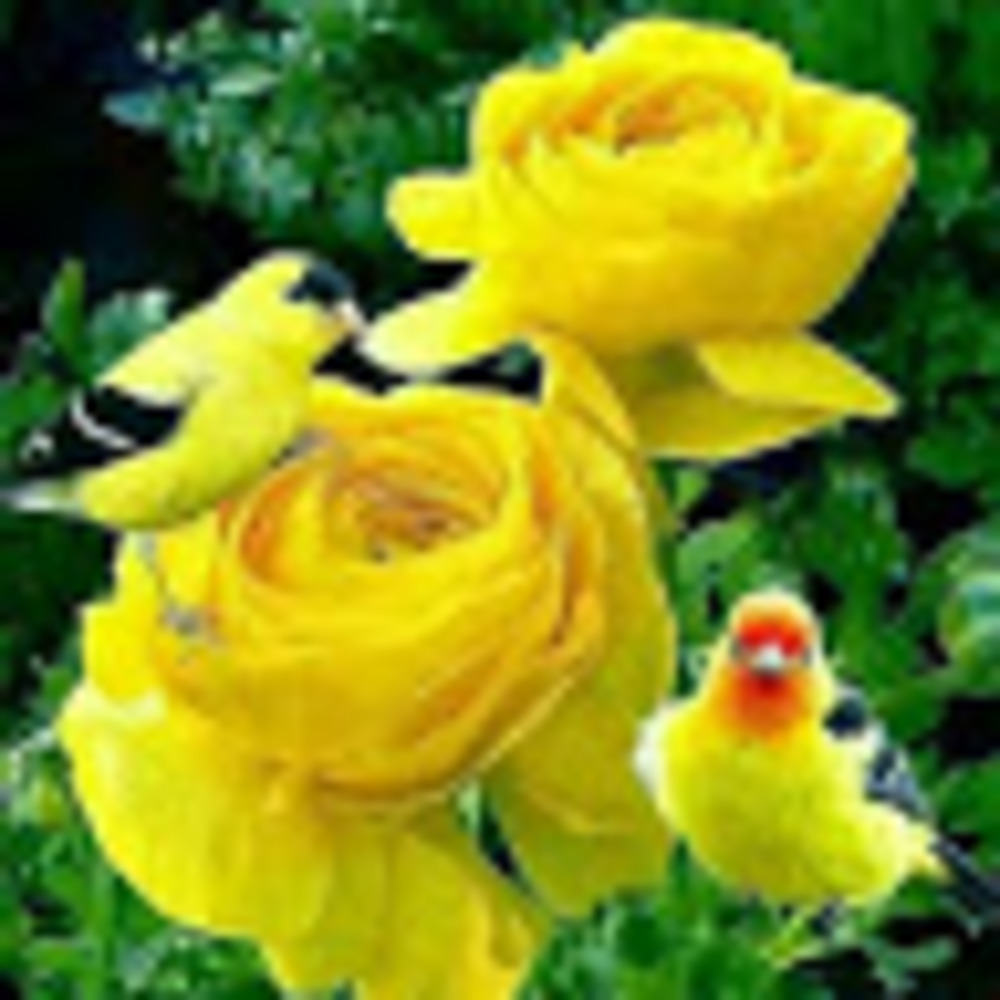 Meet your Posher, Jasmina